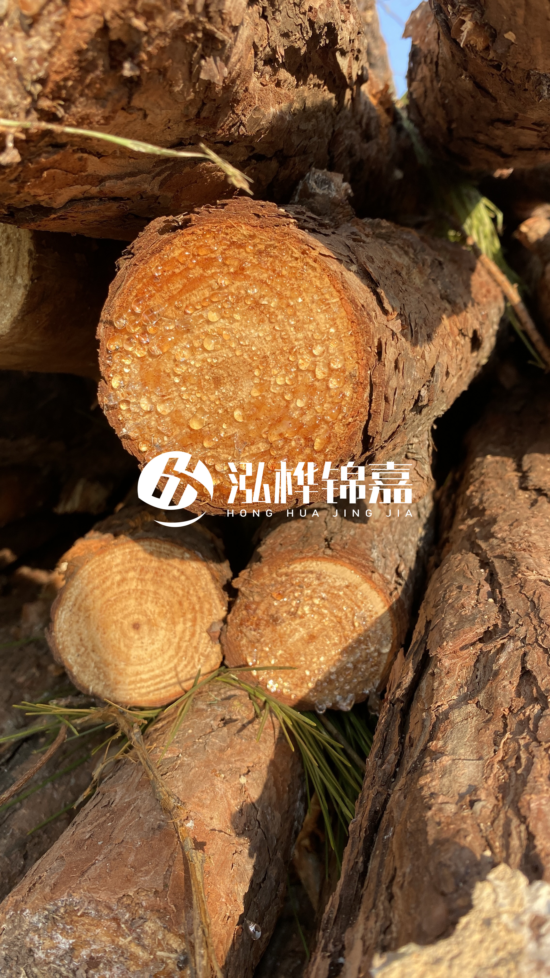 達(dá)州松木樁源頭廠家-油松和落葉松哪種便宜？