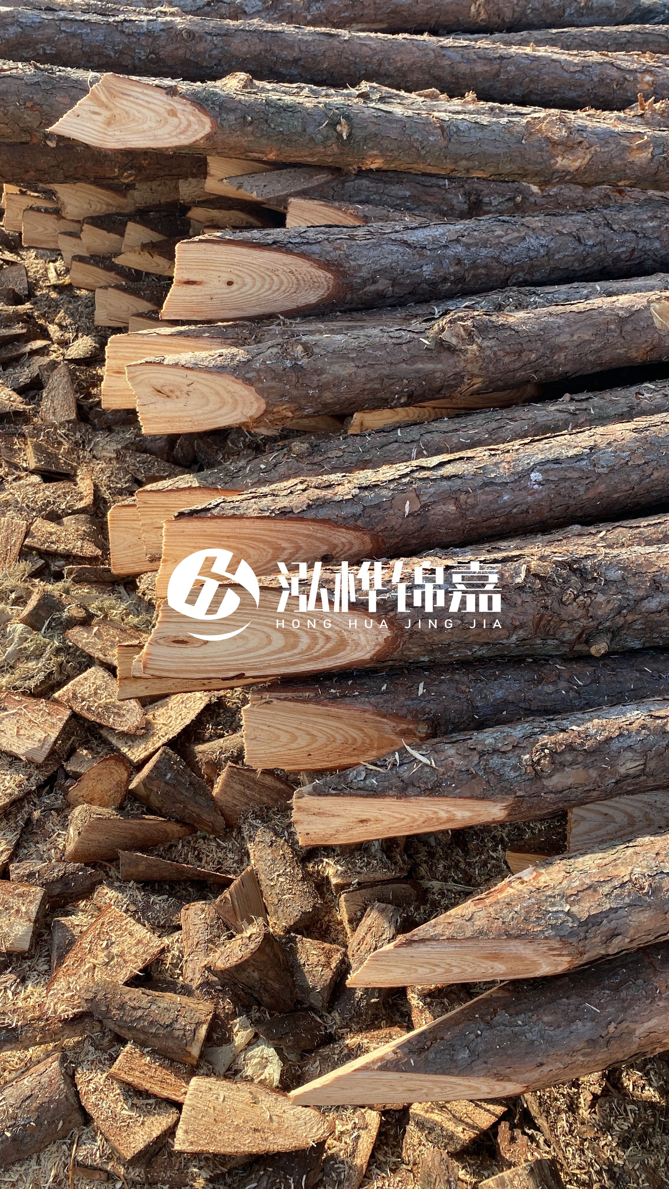 松木樁怎么分辨好壞？學(xué)會這幾招，輕松分辨松木樁好壞不踩雷！